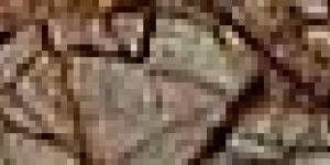 Rainforest Brown Marble