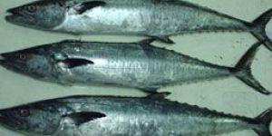 King Fish