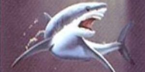 Velour Printed Beach Towels - 01