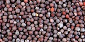 Mustard Seeds