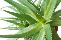 Aloe Vera Leaf