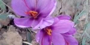 Herbals Products Saffron Mogra