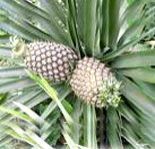 Fresh Pineapple