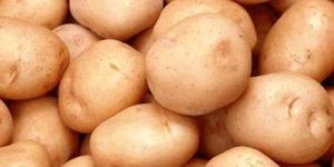 Potato