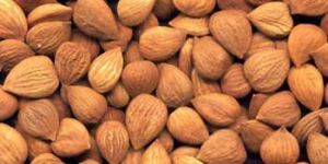 Apricot Kernels