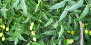 Azadirachta Indica