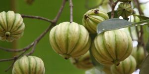 Garcinia
