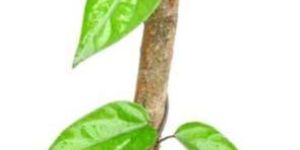 Gymnema Sylvestre