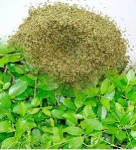 Gymnema Sylvestre Extract