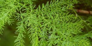 Asparagus Racemosus Plant