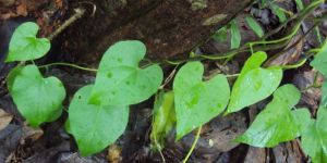 Tinospora Cardifolia