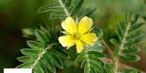 Tribulus Terrestris