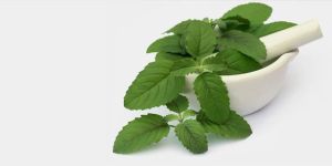Tulsi Extract