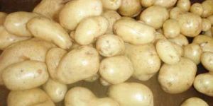 Fresh Potatoes