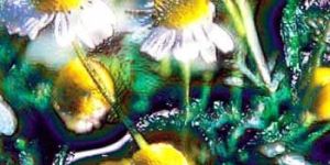 Chamomile German Oil