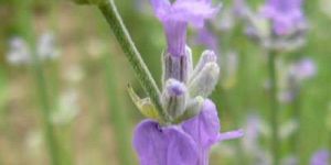Lavender Oil