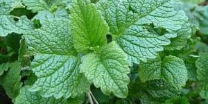 Lemon Balm Oil