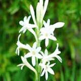 Tuberose Absolute