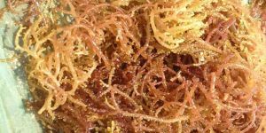 Kappaphycus Alvarezii