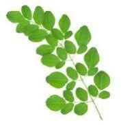 Moringa Leaf