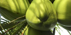 Fresh Coconut