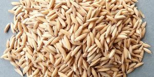 Pusa Basmati Paddy Rice