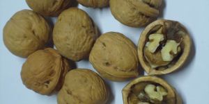 Walnut