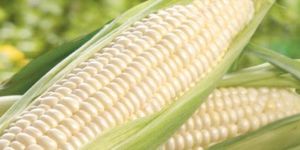 White Corn Grade 2