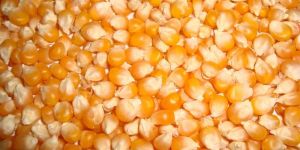 Yellow Corn
