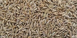 Cumin Seeds