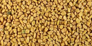 Fenugreek Seeds