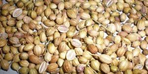 Coriander Seeds