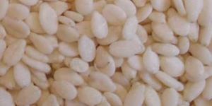 Sesame Seeds