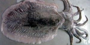 CUTTLEFISH WHOLE ROUND
