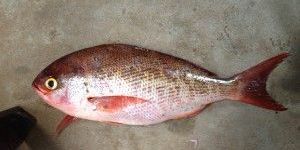 Frozen Red Snapper Fish