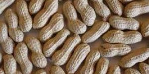Shelled Groundnuts