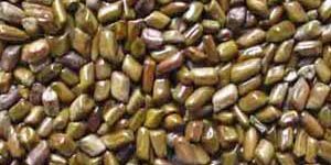 Cassia Tora Seeds