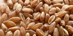 Wheat