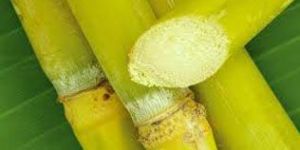 Sugar Cane