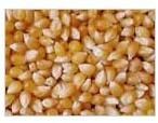 Yellow Maize Seeds