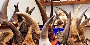Rhino Horn