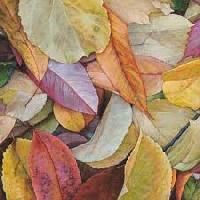 Leaf Paintings