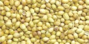 Coriander Seeds