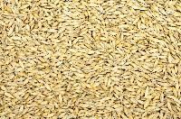 Grain Seeds