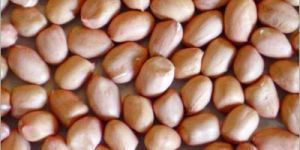 Indian Raw Groundnut