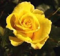 Yellow Rose
