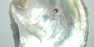 Sea Shells and Dried Sea Foods