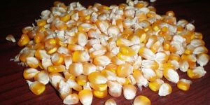 Yellow Maize