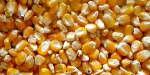 Yellow Maize Seeds