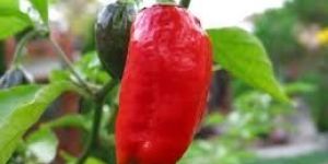 Bhut Jolokia (Ghost Chilli)